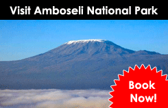 Amboseli Tour