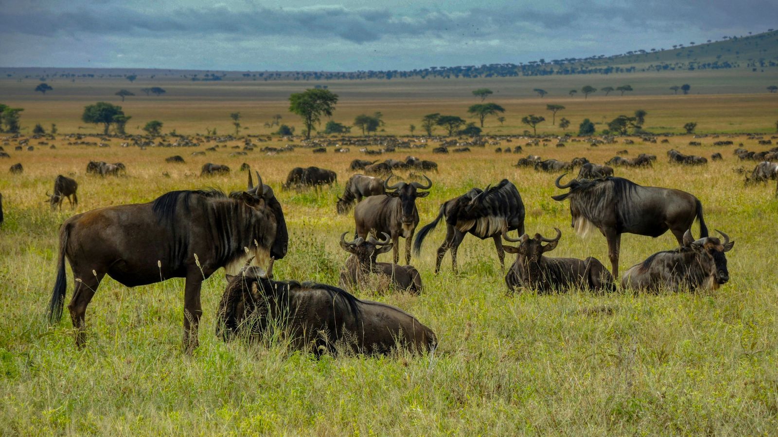 Kenya Safaris